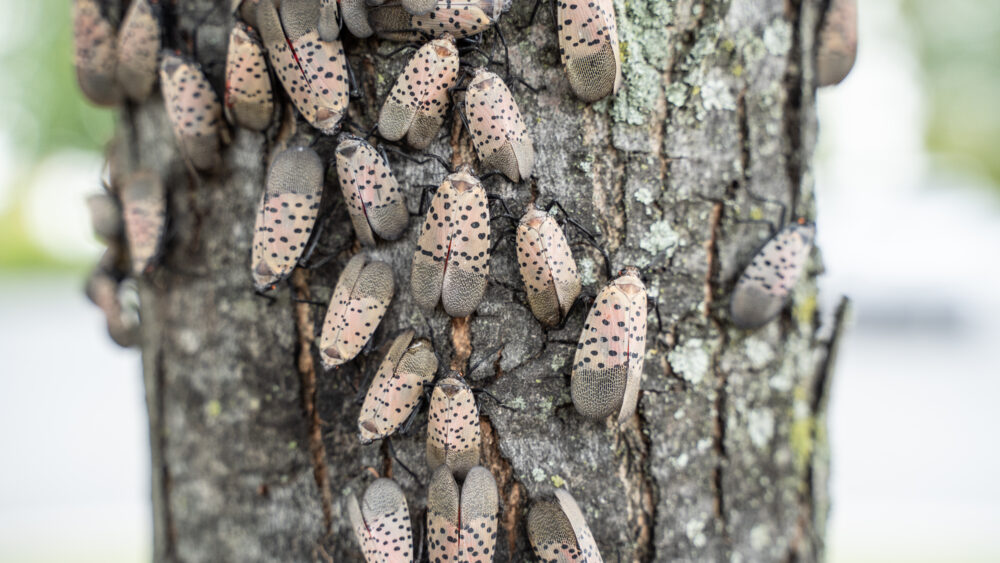 Swarm of spotted lantern flies on tree.