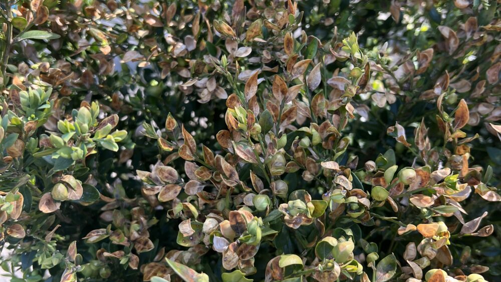 boxwood leafminer damage
