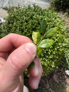 boxwood leafminer prevention