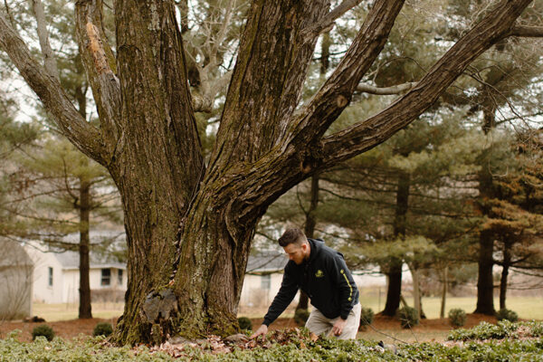 how to water mature trees during drought