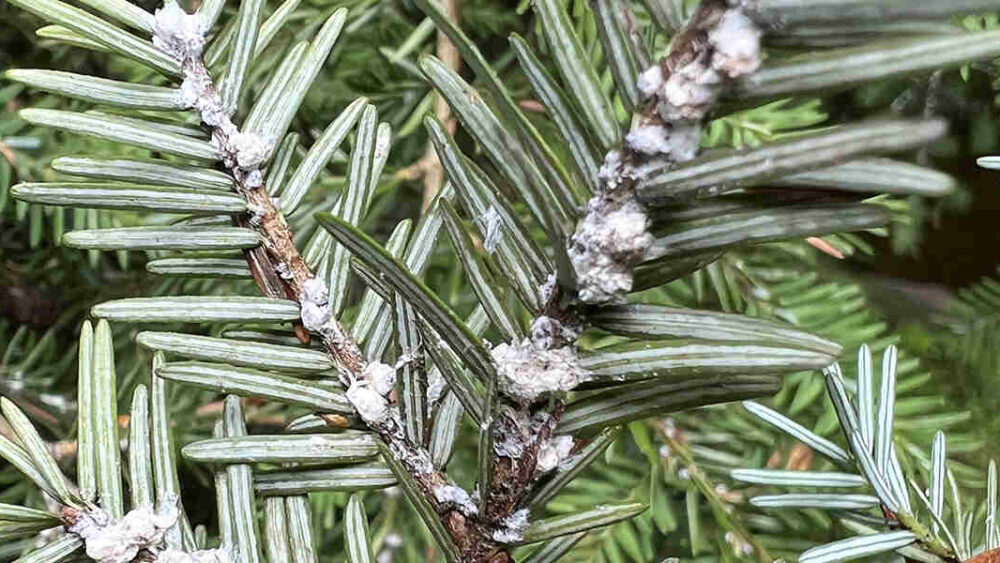 hemlock wooly adelgid