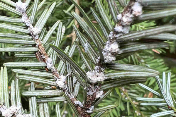 hemlock wooly adelgid