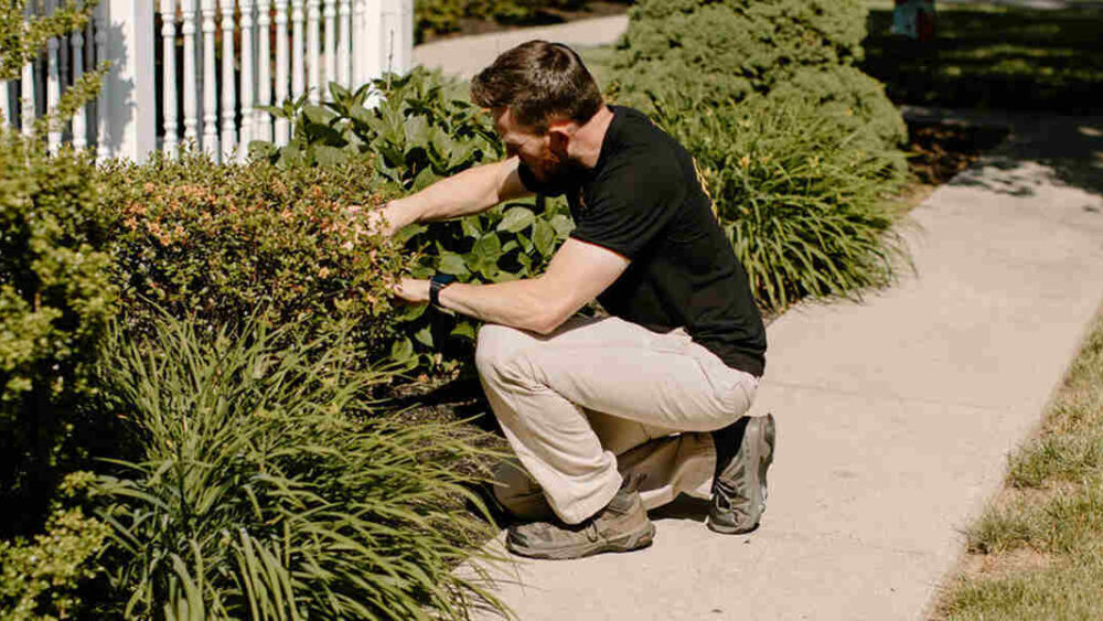 fall tree planting