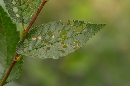 A badly damaged leaf is pictured. It has been eaten by bugs!