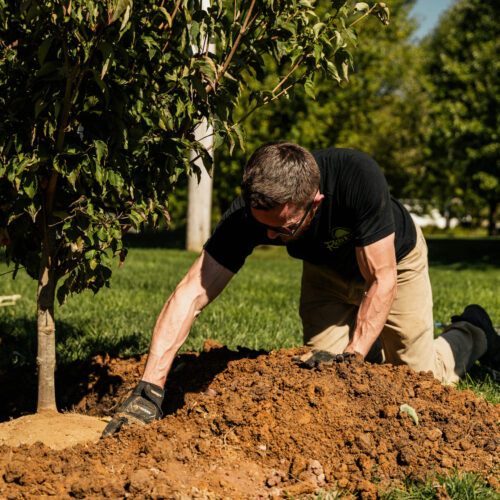 Licensed Arborist Near Me Licensed Arborist Near Me