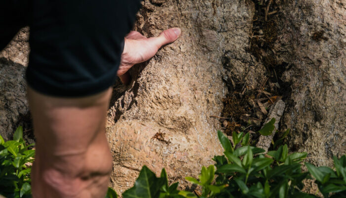 Tree And Shrub Specialist Tree And Shrub Specialist