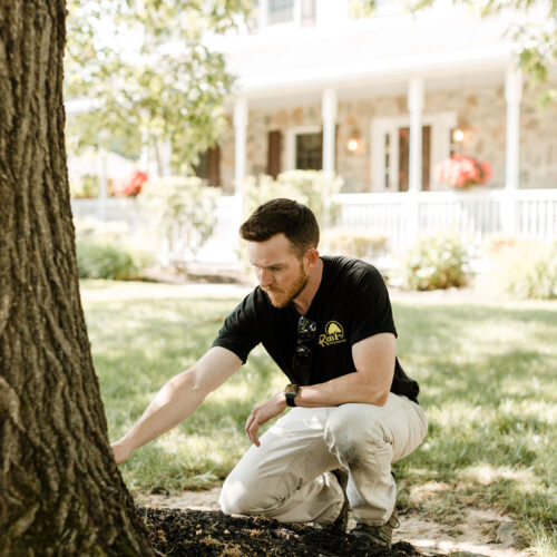 Tree Care Services Tree Care Services