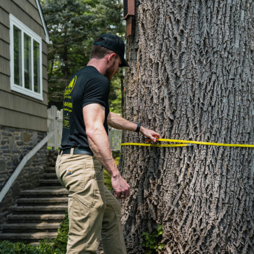 Tree Care Specialist Tree Care Specialist