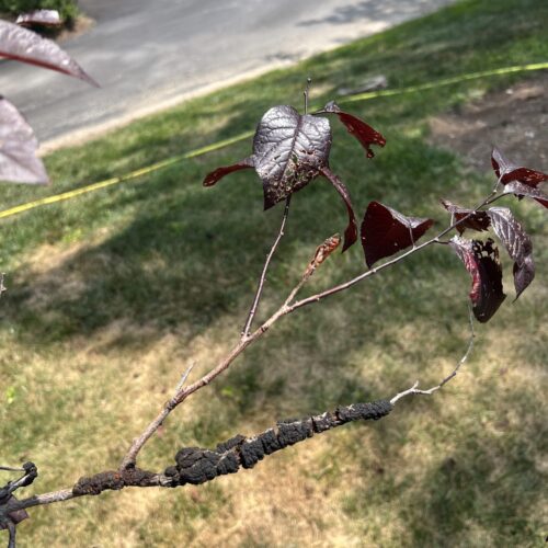 Tree Doctor Tree Doctor